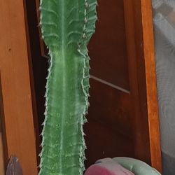 Cactus/Succulent SEE OTHER OFFERS 