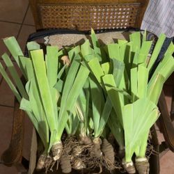 Irises
