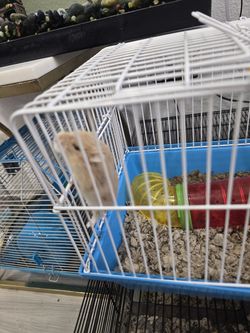 Hamster cage and more