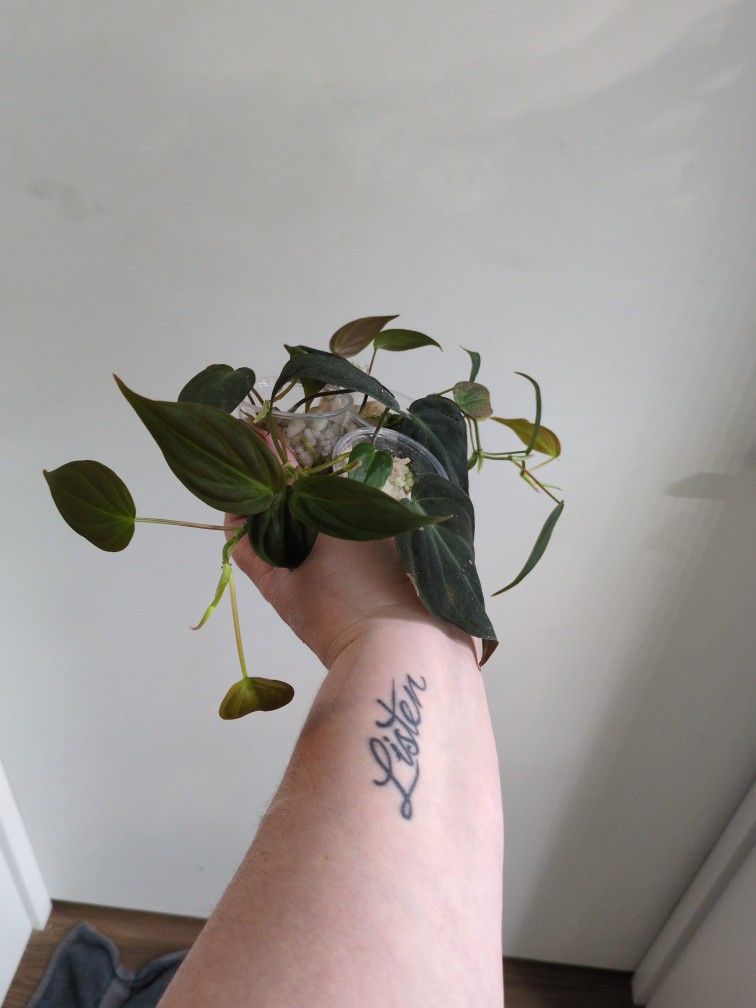 Philodendron Micans Starts