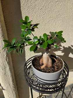 Banyan tree bonsai tree