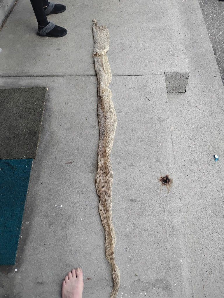 Snake Skin / Shed