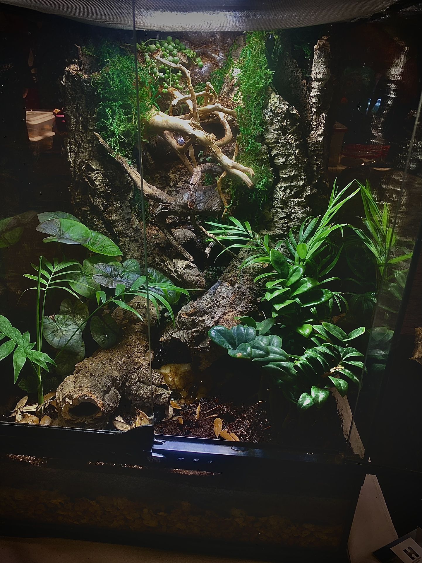 40 Gallon Tank Vivarium Terrarium For Reptiles 