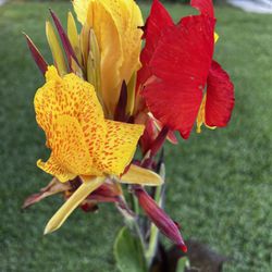 CANNA LILY (3 Gallon Pot) Show Stopper, Flashy and Flamboyant