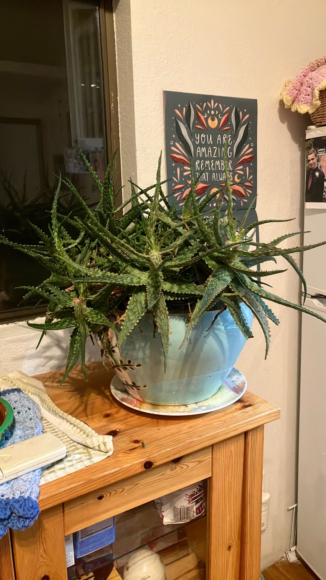 Healthy Agave Plant