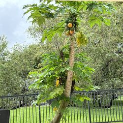 Papaya Tree For Sale