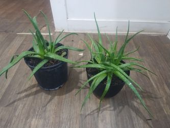 Aloe vera plants