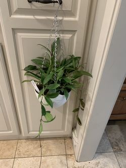 Hoya Pubicalyx Splash Plant 