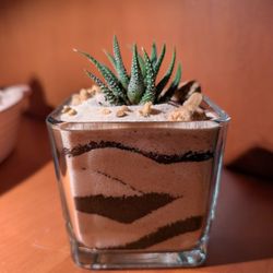 Succulent  - Zebra Haworthia Plant - decorative sand