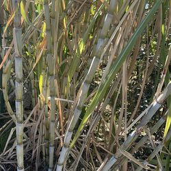 Sugarcane green