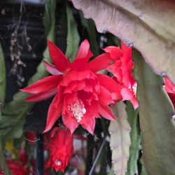 Red EPIPHYLLUM Plant