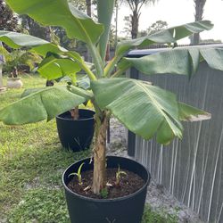 Banana Tree. 