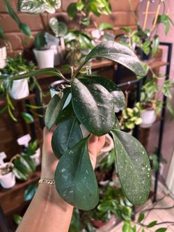 Hoya Carnosa ‘Freckels’