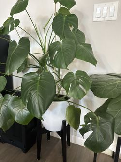 Plant