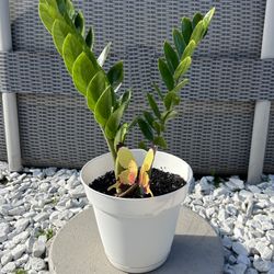 Zamioculcas Zamiifolia (ZZ) Plant - Great for Gifts! / Zamioculcas Zamiifolia (ZZ) Planta - Ideal para Regalos!
