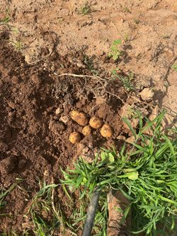 Yukon Gold Potatoes