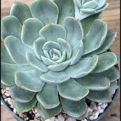 Indoor And Outdoor Plants For Sale/succulents And More