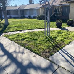 Lawn Care Needed 