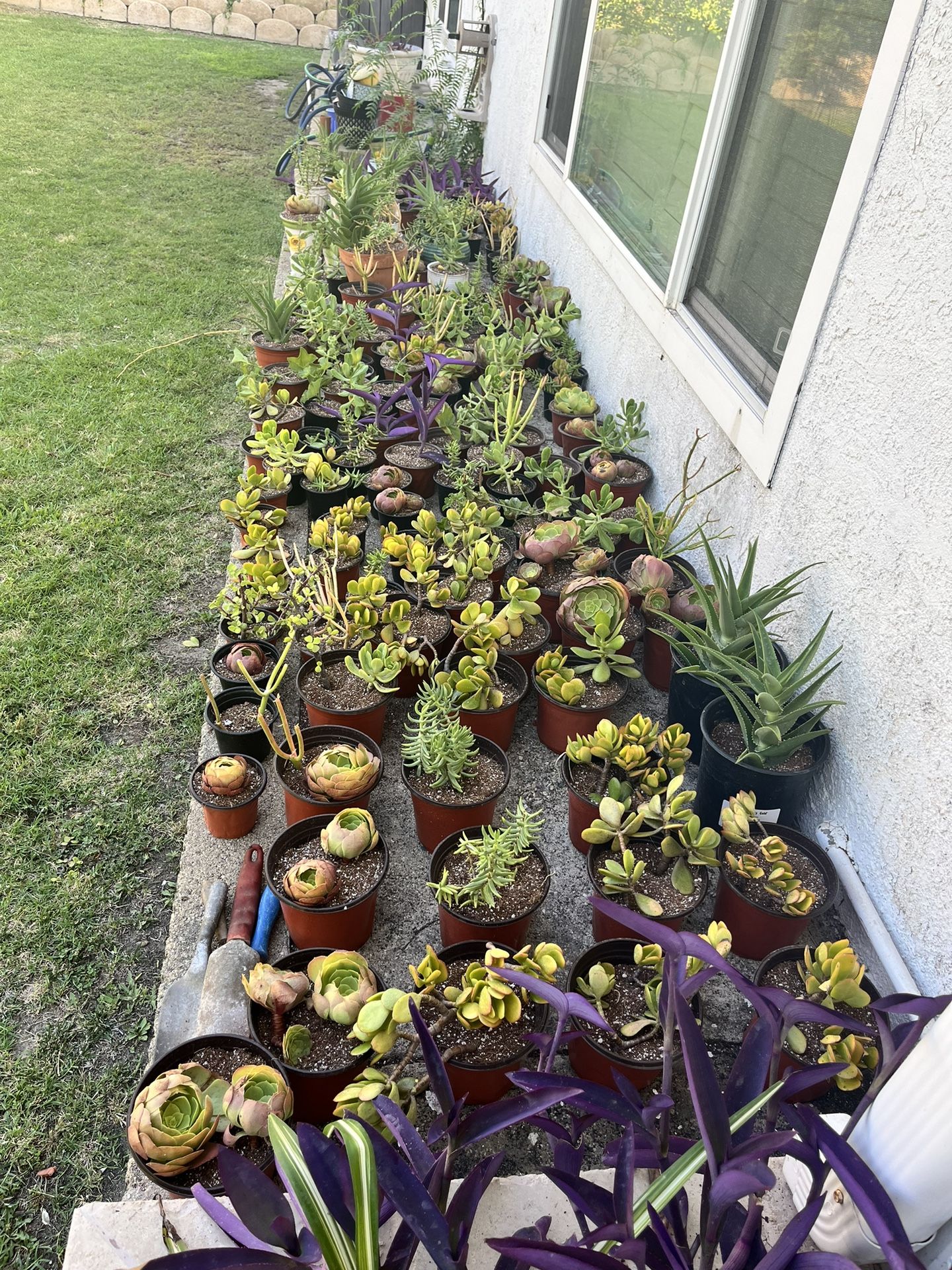 Plants