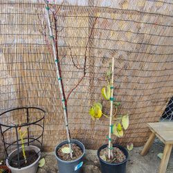 Avocado and apricot tree I am located in Redlands