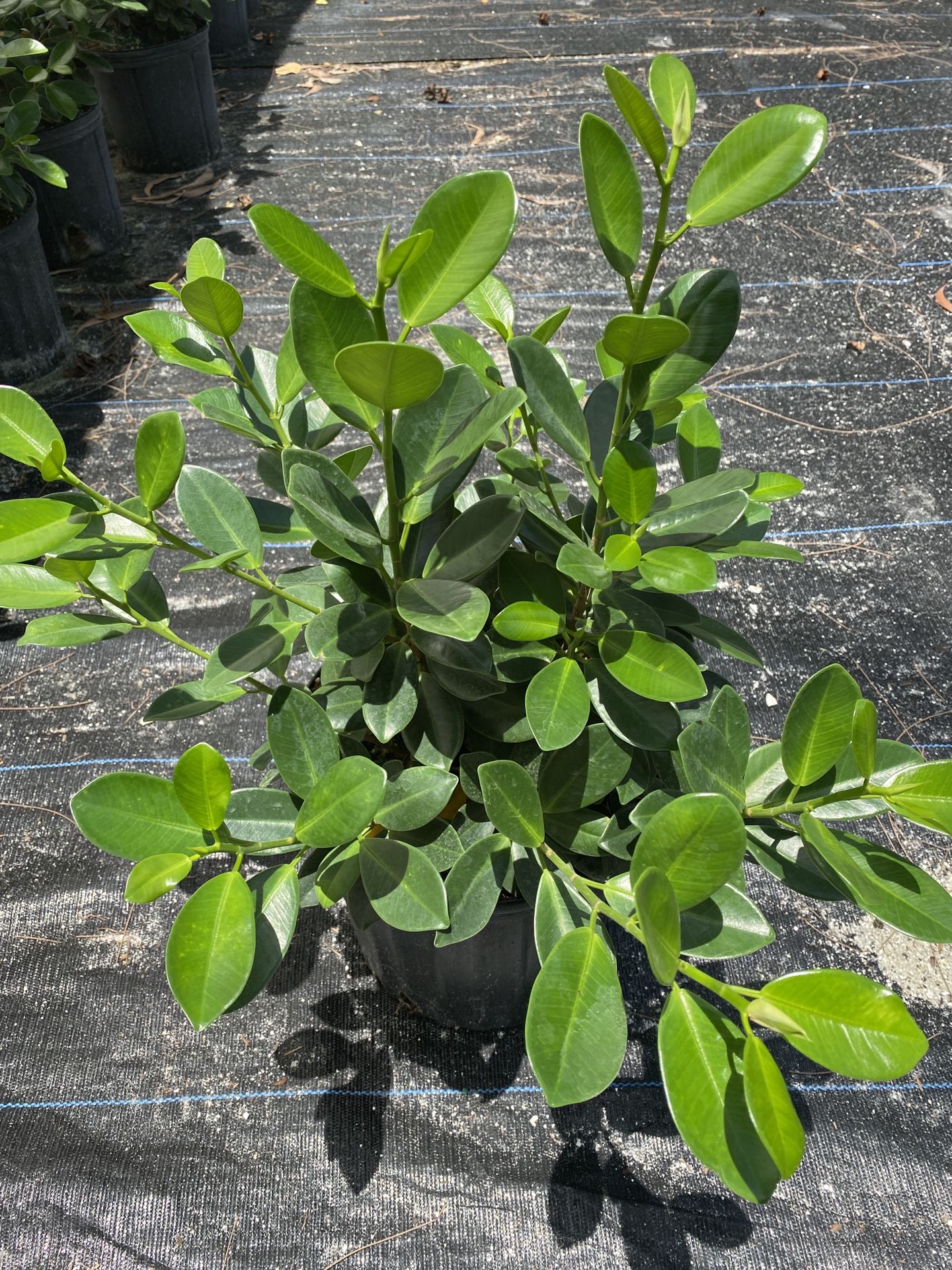 Shrubs