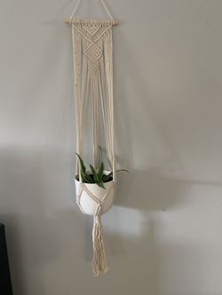 Plant