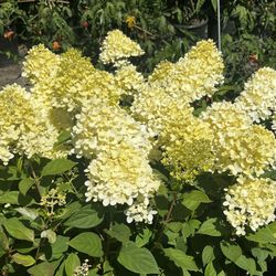 Outdoor Hydrangeas 