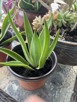 Plant For Sale