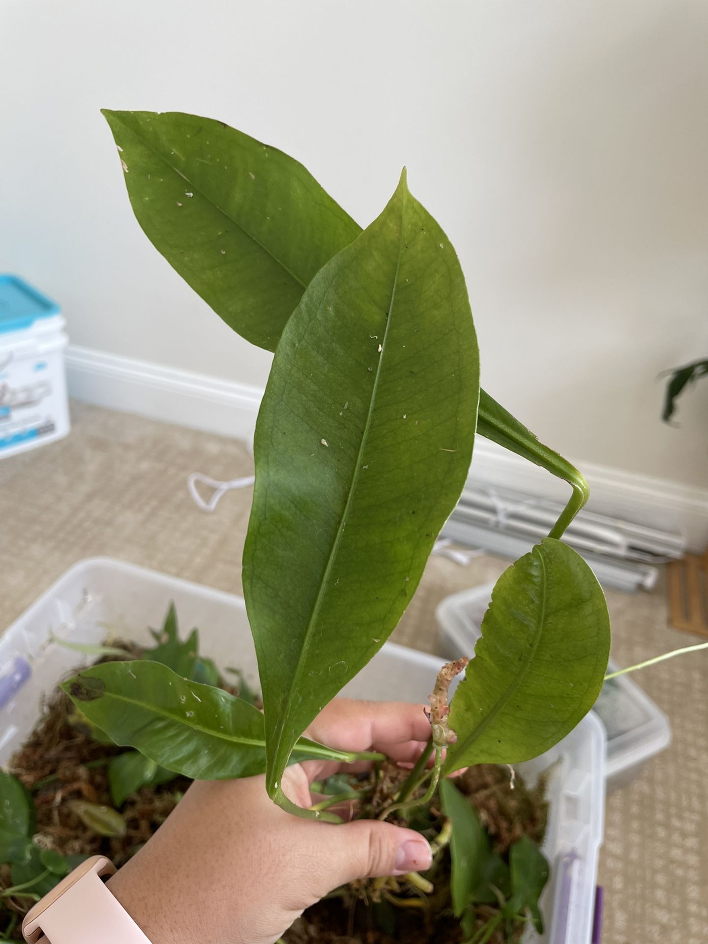 Philodendron Seeds