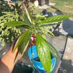 Avocado Tree 