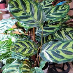 Calathea Peacock Pet Friendly Indoor Plant