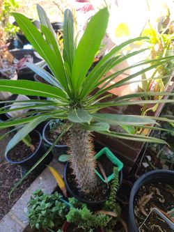 Madagascar Plant