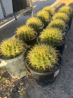 • Cactus • Golden barrels