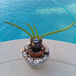 Dragon Flower Succulent Plant- Huernia Schneideriana $12 -Ship $9 