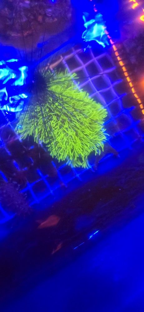 Fishtank And Ornamental Corals For Sale In Lake Worth Beach F.L