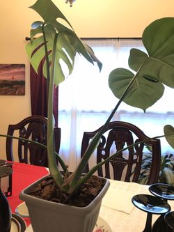 Monstera  35 each