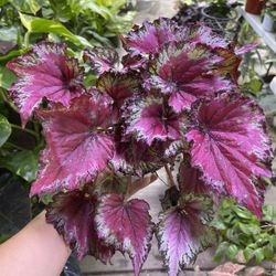4” Begonia Rex 