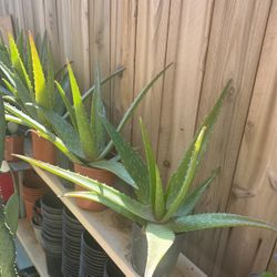 Aloe Verá 