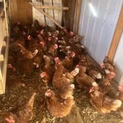 Horganicas Y Ponedoras 