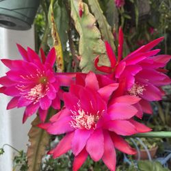 EPIPHYLLUM Cactus Hanging Plant In Bloom