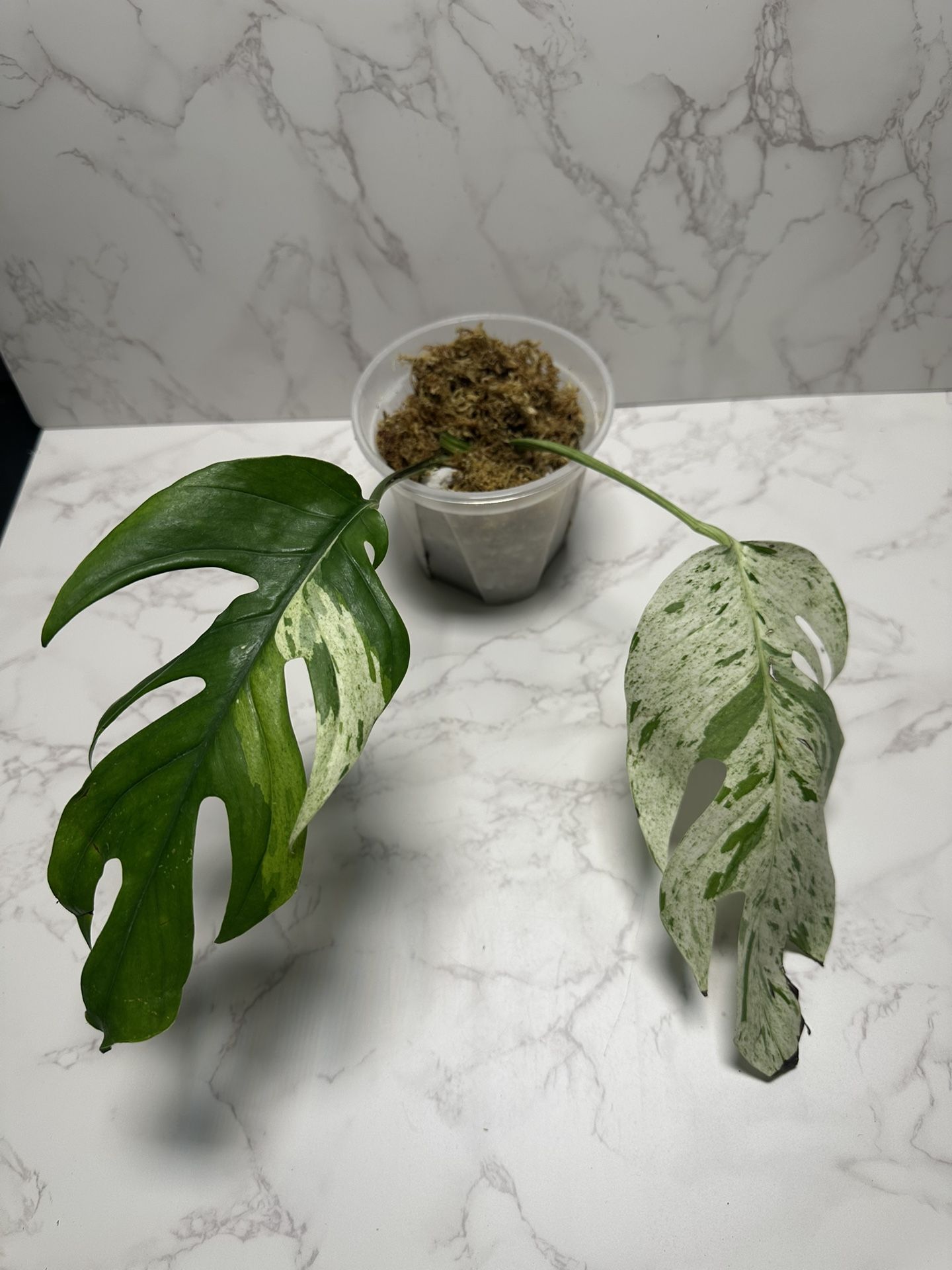 Epipremnum Pinatum Marble