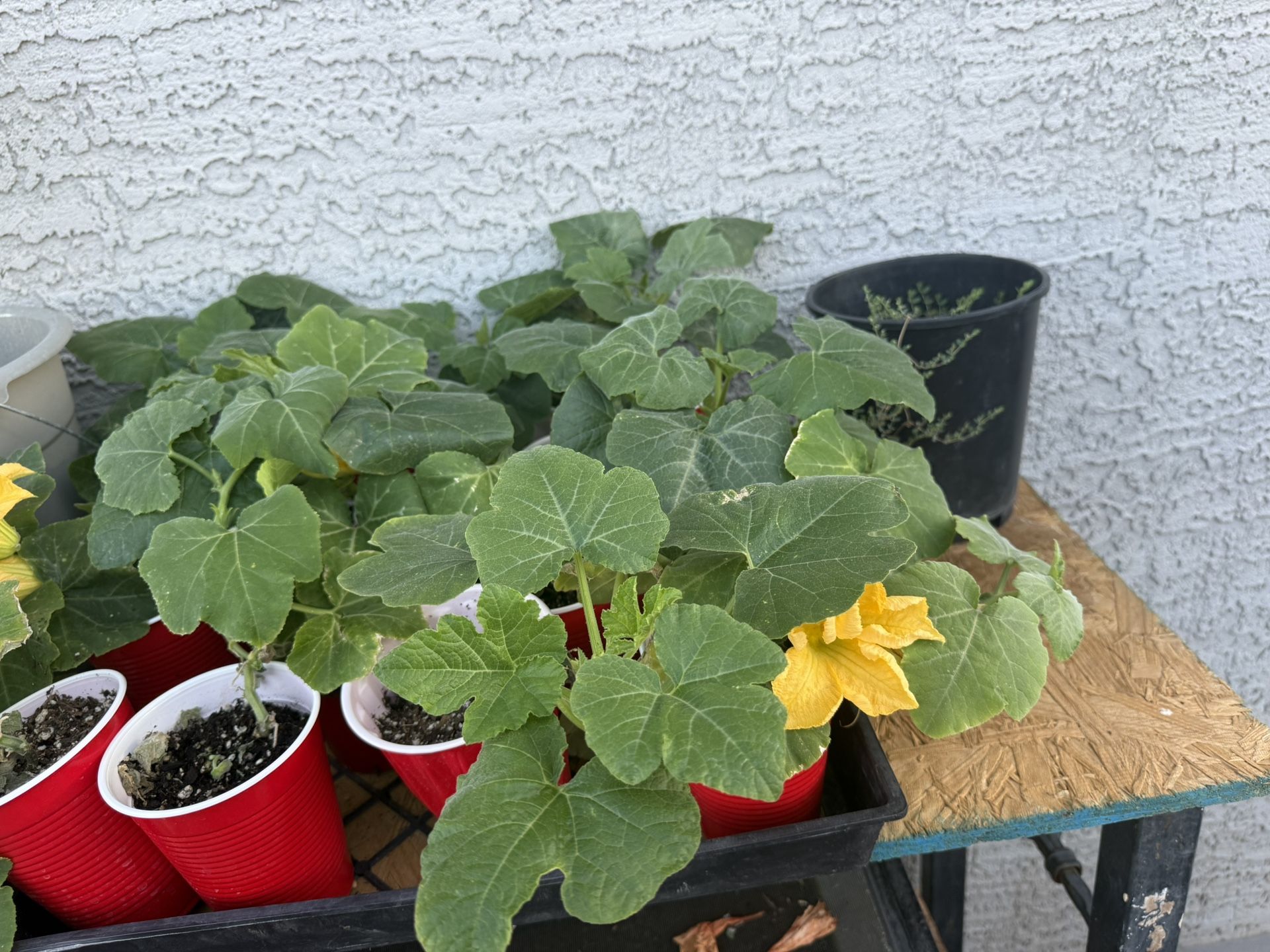 Wholes Sale Starter Plant Trays Mix And Match 16 Plants Potted Plants Per Tray