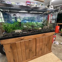 Fish Tank