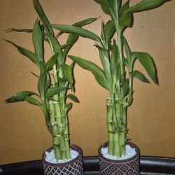 Bamboo Arrangements