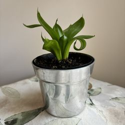 Houseplant In Aluminum Flower Pot 