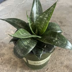 Snake Plant 