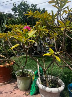 plumeria plant