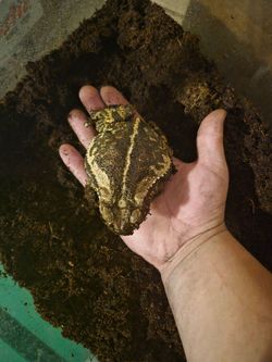 Common texas toad