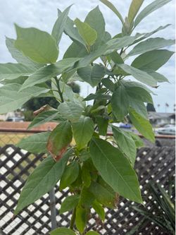Beautiful avocado tree Aguacate