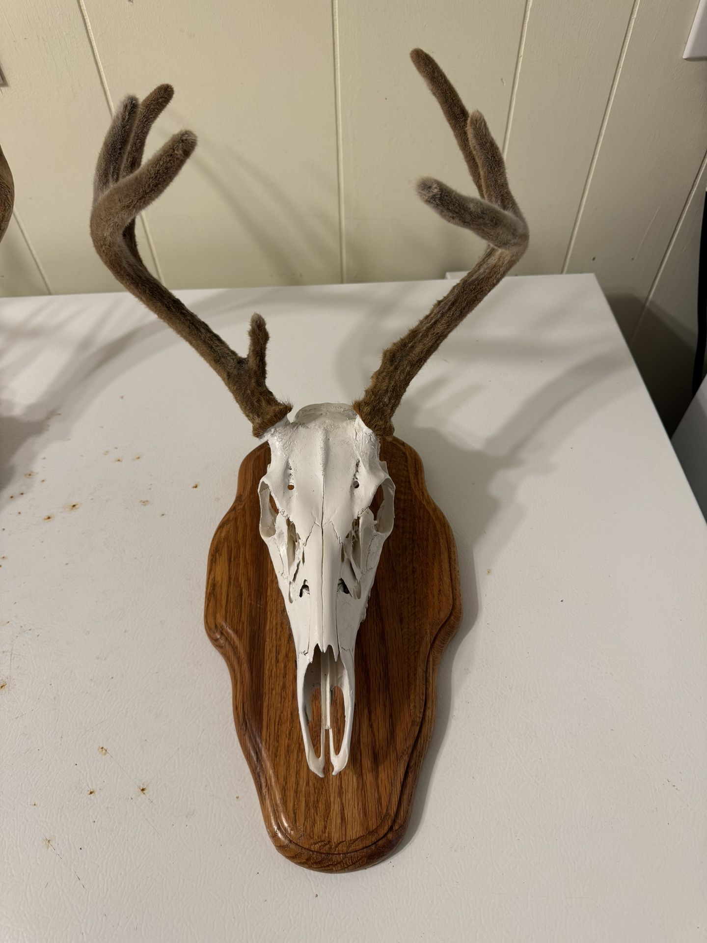 Whitetail 7 Points Velvet